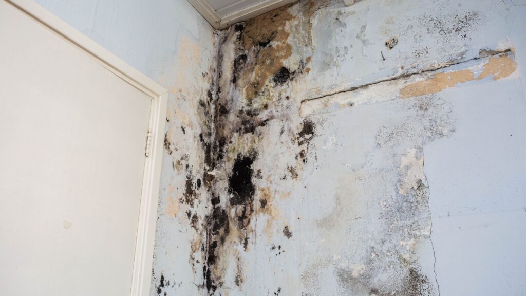 Mold Damage Insurance Claims Adjuster