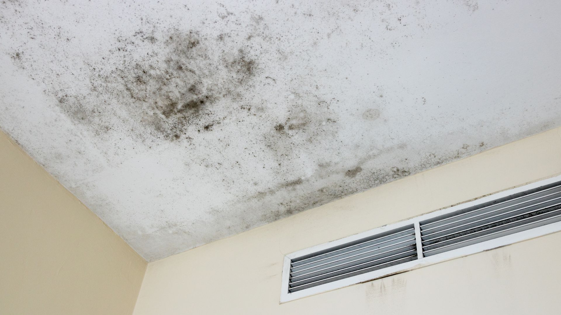 Mold Damage Insurance Claims